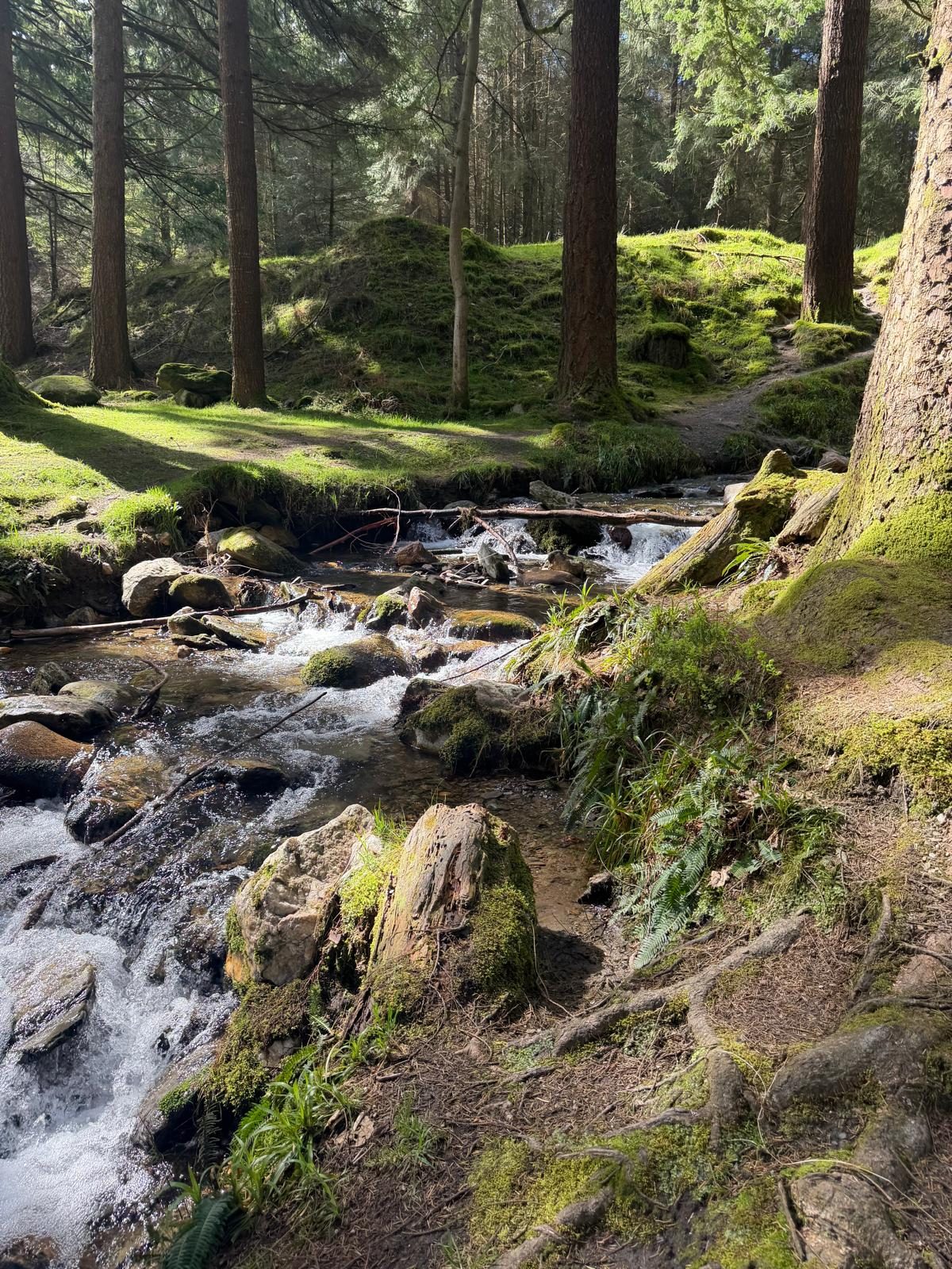 A path through the landscape